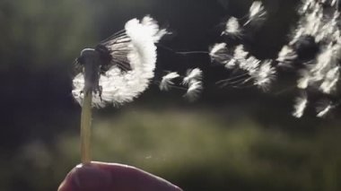 Şişirme Dandelion tohumları. parlak güneş karşı karahindiba tohumları uçuyor. ağır çekim