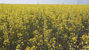 Güneşli bir günde bir kanola alanının havadan görünümü