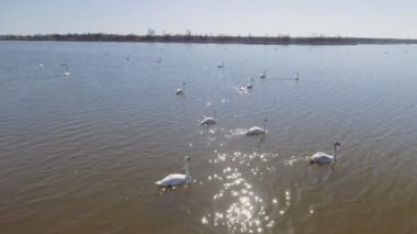 Kuğu senaryolarımdan yakınındaki hava uçan