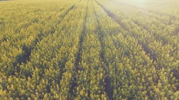 Zemědělský pozemek s kvetoucí žlutý znásilnění. Letecký pohled — Stock video