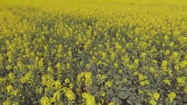 Güneşli bir günde bir kanola alanının havadan görünümü