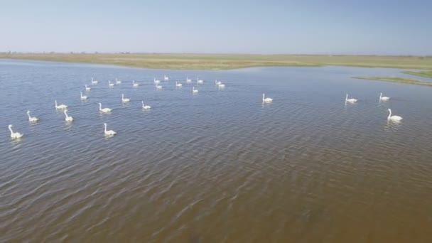 Aerial flying near swan bevy — Stock Video