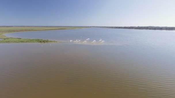 Voando aéreo perto de cisne bevy voando sobre o lago — Vídeo de Stock