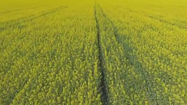 Vista aérea de un campo de canola en un día soleado — Vídeo de stock