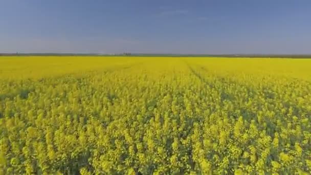 Сельскохозяйственное поле с цветущим желтым рапсом, против голубого неба. Вид с воздуха — стоковое видео