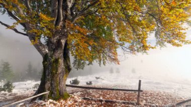 Erken kış, karla kaplı yapraklar arkasında