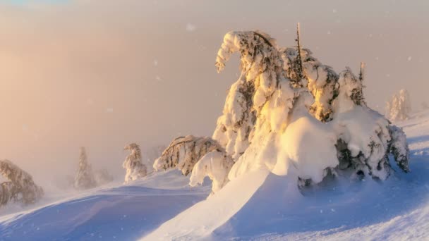 Ciężki śnieg pada w lesie w okresie zimowym — Wideo stockowe