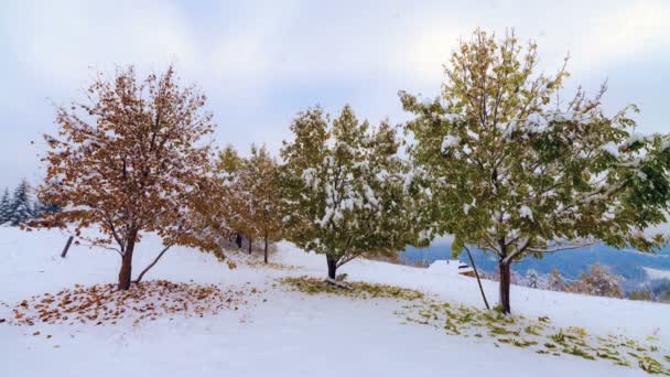 No início do inverno, atrás de folhas cobertas de neve — Vídeo de Stock