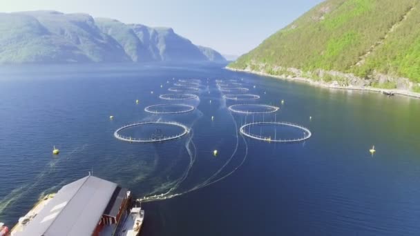 Video di allevamento ittico in Norvegia. Mare blu e montagne con vegetazione. Colpo aereo. Vista dall'alto . — Video Stock