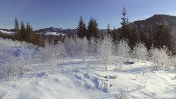 Antenne: Flug über den Wald im Winter — Stockvideo