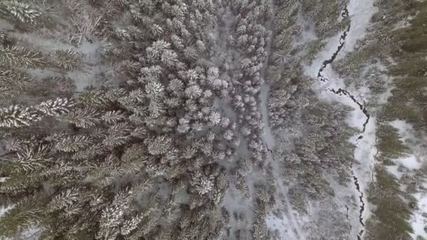 4 k-beeldmateriaal. Vlucht boven winter forest op het Noord, luchtfoto bovenaanzicht. — Stockvideo