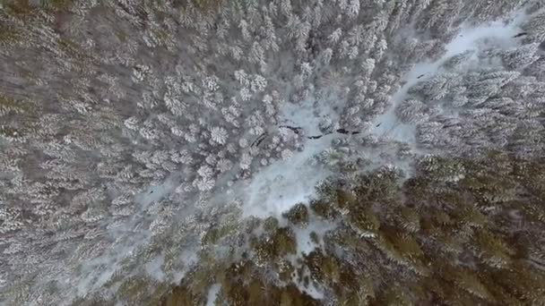 Запись 4К. Полет над зимним лесом на севере, вид сверху с воздуха . — стоковое видео
