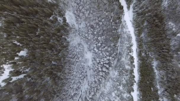 Aerial bakgrund. Högt över vinter snö täckt träd i kalla berg skog. — Stockvideo