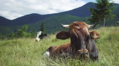 Alpin çayır on otlayan inekler. Güzel gün, muhteşem sahne. Yer yer, Ukrayna, Avrupa. Ekoloji kavramı. Güzellik dünya. HD 1080 video çekim.