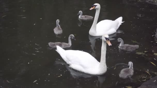 Family of swans on the river - The big swan eats the grass — Stock Video