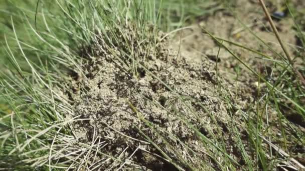 Macro close up de formigas rastejando dentro e fora de um buraco de formiga . — Vídeo de Stock