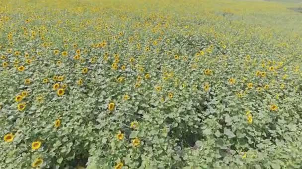 VISTA AEREALE: Volo su un bellissimo campo di girasole — Video Stock