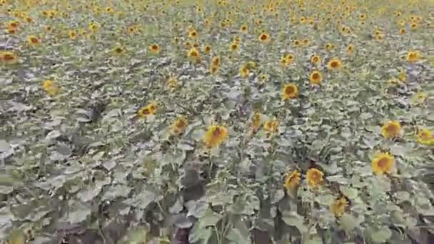 VISTA AERIAL: Vuelo sobre un hermoso campo de girasol — Vídeo de stock