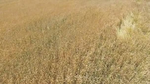 AERIAL: Vuelo sobre el campo de trigo al atardecer — Vídeos de Stock