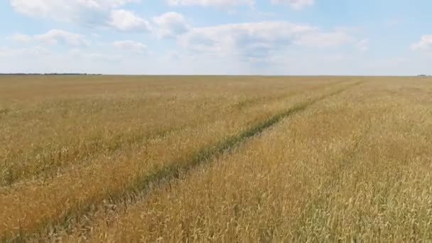 Aerial Vuelo Sobre Campo Trigo Atardecer — Vídeo de stock