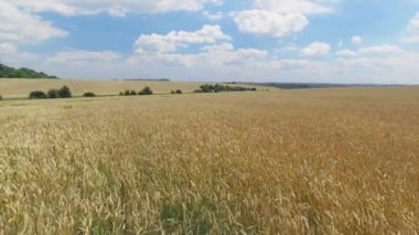 Anteni: Uçuş günbatımı buğday alanında üzerinde