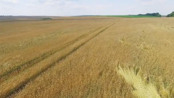 AERIAL: Voo sobre o campo de trigo ao pôr do sol — Vídeo de Stock