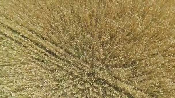 AERIAL: Voo sobre o campo de trigo ao pôr do sol — Vídeo de Stock