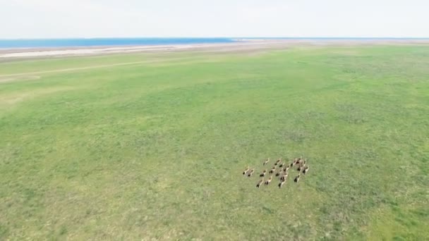 4k Drohnen-Luftaufnahmen von wilden Mufflons, die durch grüne Wiesen laufen. Tageszeit. dzharylgach Insel im Frühling. Cherson Region in der Nähe der Stadt ochakov, Ukraine — Stockvideo