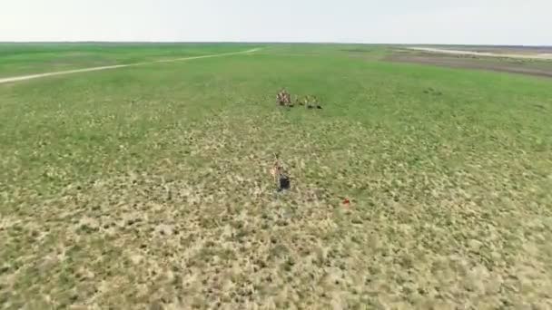 4k 无人机空中拍摄的野生 Moufflons 运行通过绿色草地。天的时间。Dzharylgach 岛在春季。乌克兰 Ochakov 市附近的赫尔松地区 — 图库视频影像