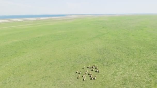 4k Drohnen-Luftaufnahmen von wilden Mufflons, die durch grüne Wiesen laufen. Tageszeit. dzharylgach Insel im Frühling. Cherson Region in der Nähe der Stadt ochakov, Ukraine — Stockvideo