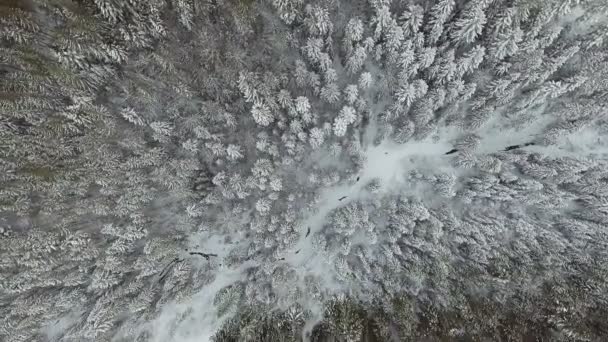 4K 。北側の冬の森の上の飛行、空中トップビュー. — ストック動画