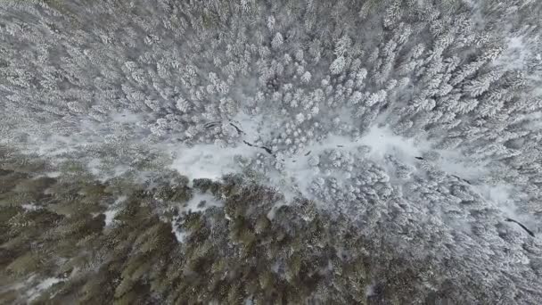 Repülés a téli erdő felett északon, légi kilátás. — Stock videók