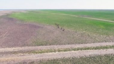 Vahşi Moufflons yeşil çayırlarda çalışan casus uçak hava görüntüleri. Gündüz. Dzharylgach Adası'nda bahar. Ochakov city, Ukrayna yakınındaki Kherson bölge