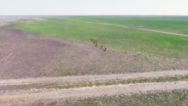 Drone riprese aeree di Moufflons selvatici che attraversano prato verde. Di giorno. Isola di Dzharylgach in primavera. Regione di Kherson vicino alla città di Ochakov, Ucraina — Video Stock