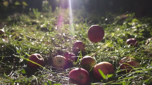 Manzanas jugosas maduras rojas cayendo sobre hierba verde. Es hora de cosechar en el huerto de frutas o en el huerto de manzanas en otoño en un día soleado. Movimiento lento — Vídeos de Stock