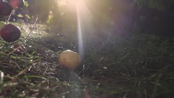 Maçãs suculentas maduras vermelhas que caem na grama verde. Movimento lento — Vídeo de Stock