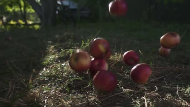 Красные спелые сочные яблоки падают на зеленую траву. Медленное движение — стоковое видео