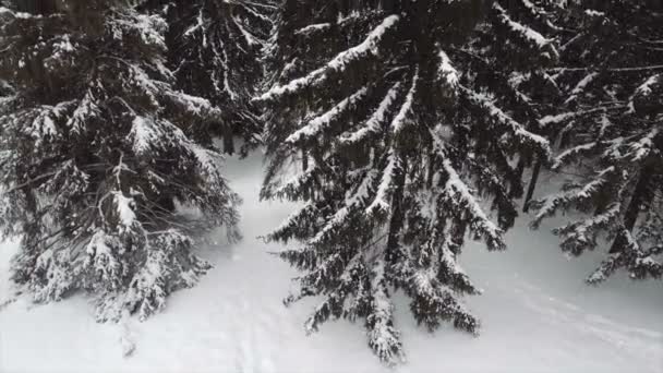 Antenn: Vinterfrusen skog. Fallande snö — Stockvideo