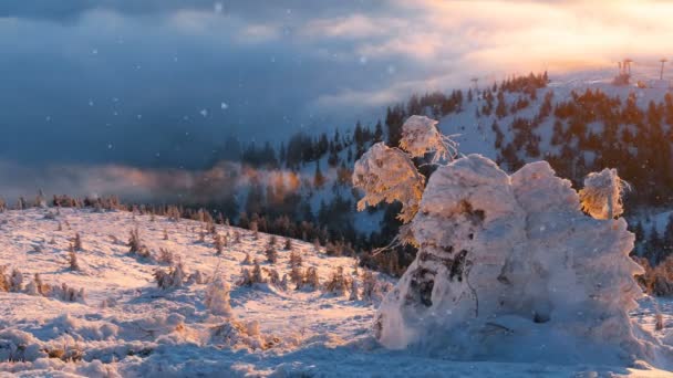 겨울 눈 풍경입니다. 눈으로 덮여 많은 소나무 언덕. — 비디오
