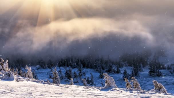 Paysage hivernal de neige. collines avec de nombreux pins couverts de neige . — Video