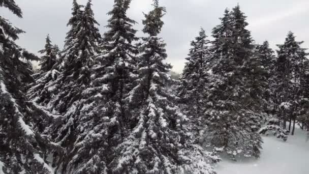 AERIAL: Bosque congelado de invierno. Nieve cayendo — Vídeos de Stock