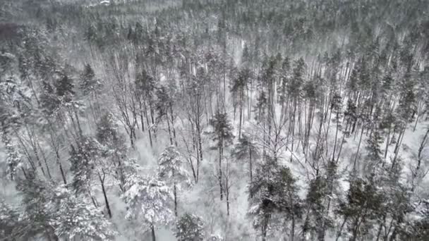 Antenn: Vinterfrusen skog. Fallande snö — Stockvideo