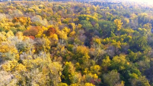 Hösten trä från ovan. Landskap. Aerial klipp — Stockvideo