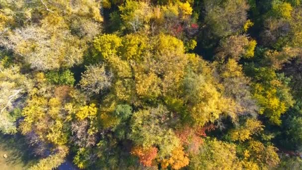 Hösten trä från ovan. Landskap. Aerial klipp — Stockvideo