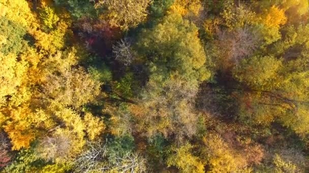 Fall Wood from above. Landscape. Aerial clip — Stock Video