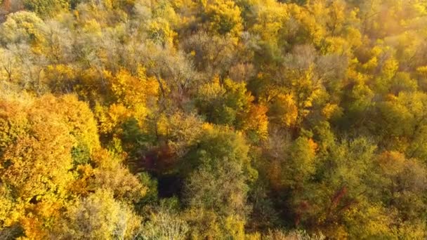 AEREO: Volare sopra le splendide cime degli alberi colorati nella giornata di sole . — Video Stock