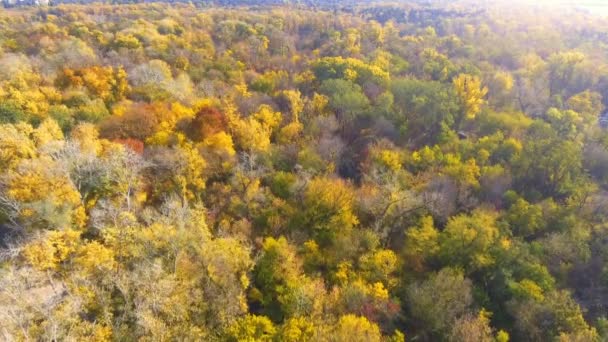 Upadek Drzewo z góry. Krajobraz. Klip z lotu ptaka — Wideo stockowe