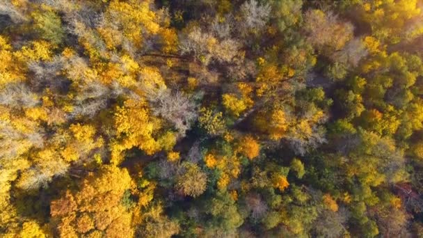 Luchtfoto: Vliegen boven de prachtige kleurrijke boomtoppen op zonnige dag. — Stockvideo