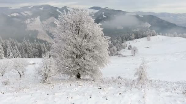 fliegen um einen gefrorenen sehr schönen Baum. Wintermärchen. Landschaft zu bewundern