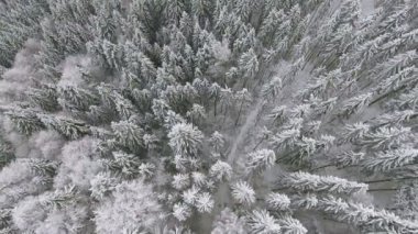 Uçan çevresinde donmuş çok güzel bir ağaç. Kış masalı. Manzara hayran.